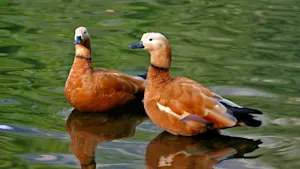 Donald Duck Crisis: Trump Jr.’s Hunting Trip Sparks International Outrage - main