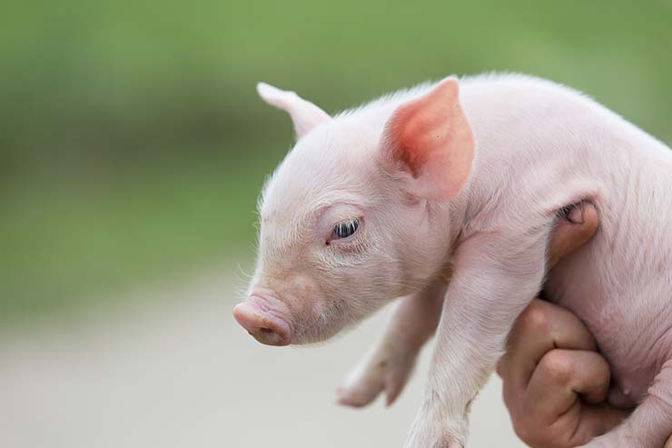  Why did the farmer call his pig 'Ink'? image