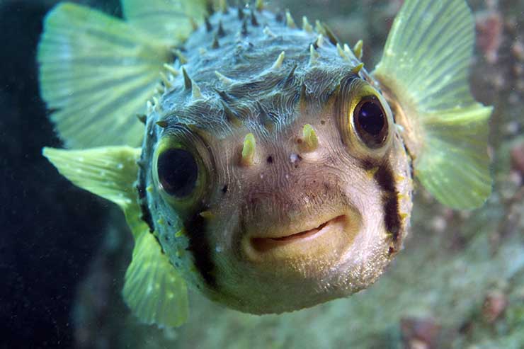  What's the difference between a guitar and a fish? image