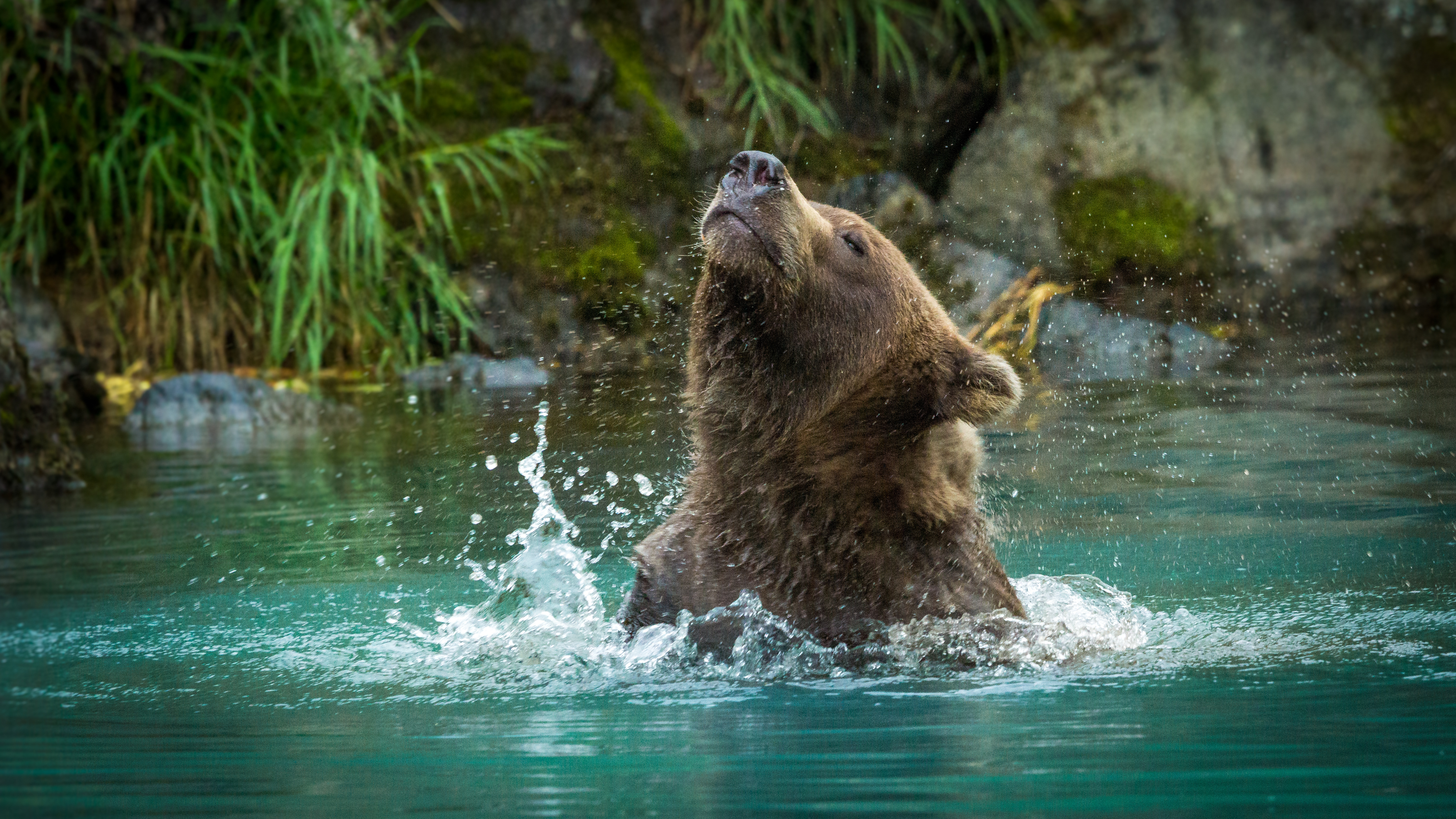 What do you call a bear that has gotten wet all over? image