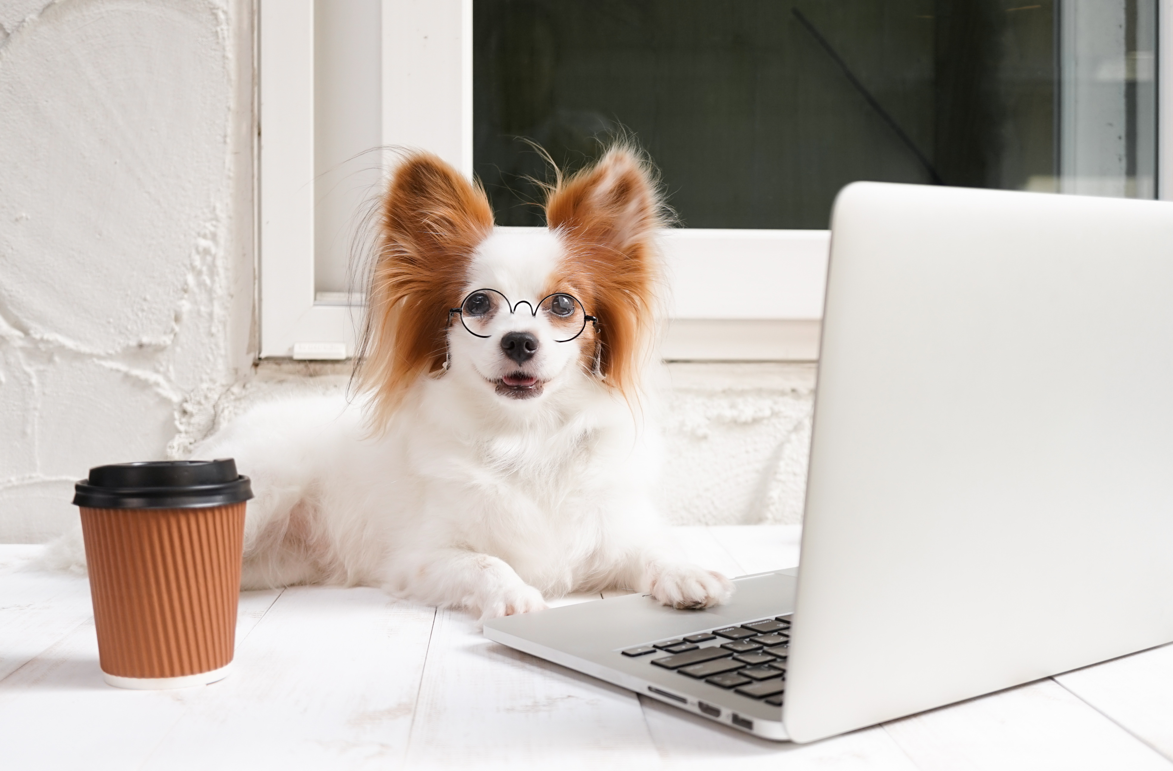 What's the ideal place for a dog to work? image