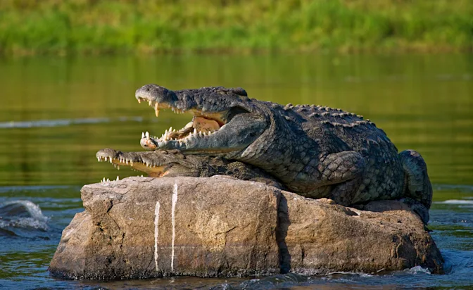 What Are the Most Dangerous Animals in the World?-4