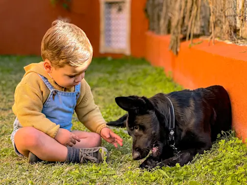What Happens When a Toddler Becomes a Foster Brother to Five Puppies?-1