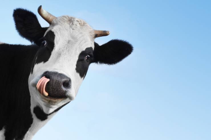  What do you call a cow with two legs? image