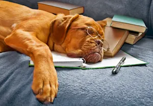 Why do librarians never make plans? image
