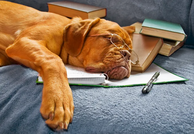 Why do librarians never make plans? image