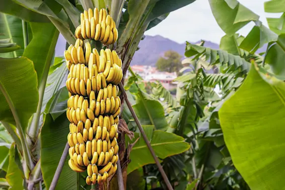 The Rise and Fall of the Gros Michel Banana-1