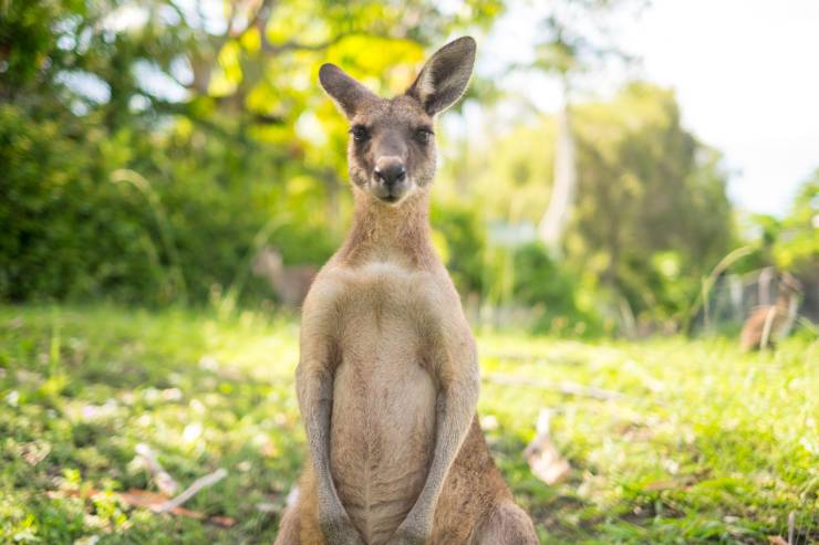  Why do mama kangaroos hate rainy days? image