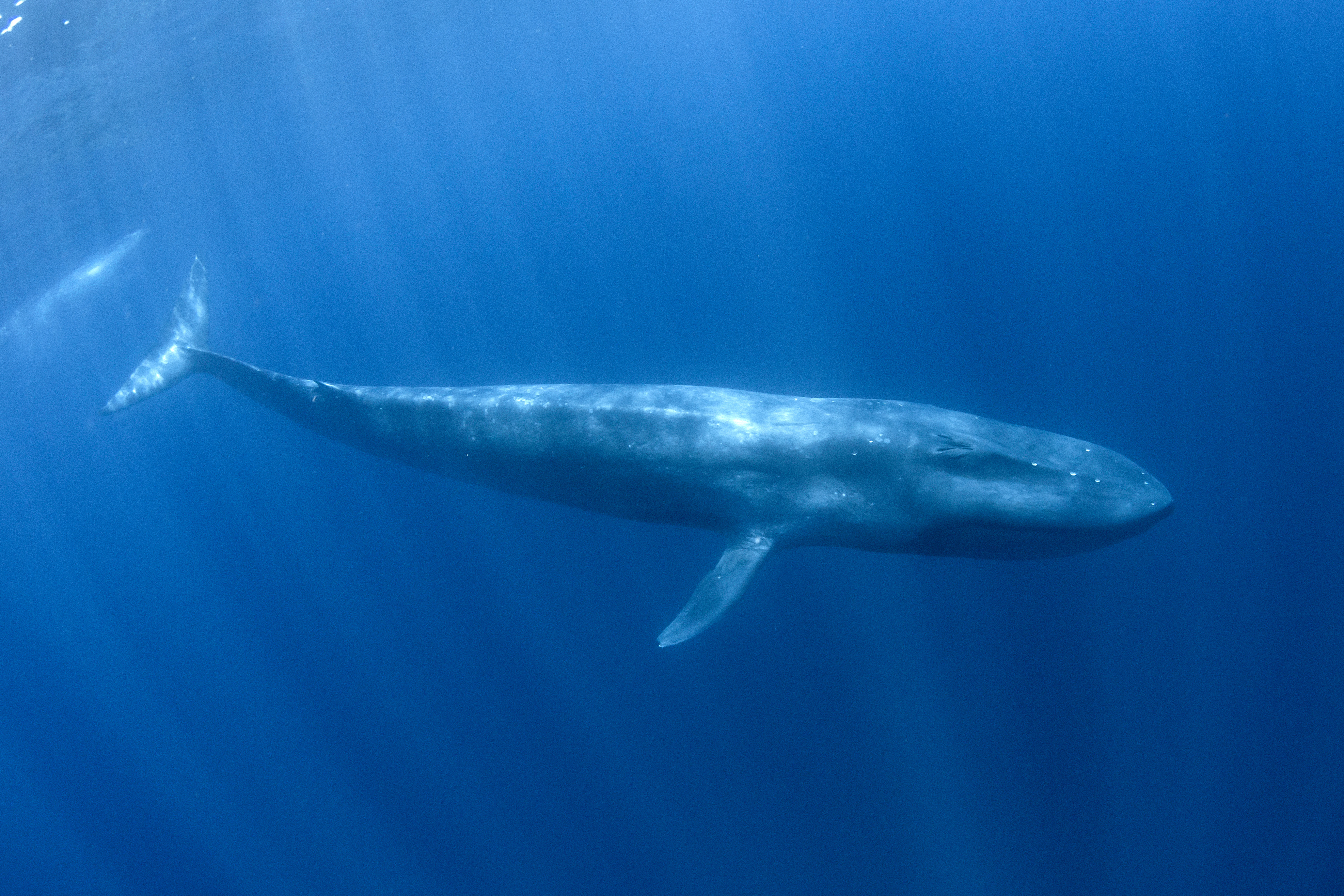 What is a blue whale's favorite James Bond film? image