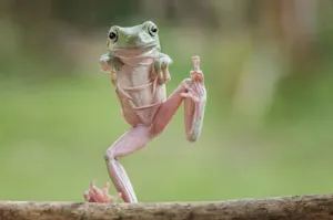 What's a frog's favorite year? image