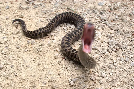 A Lethal List: Nature's 10 Deadliest Reptiles-1
