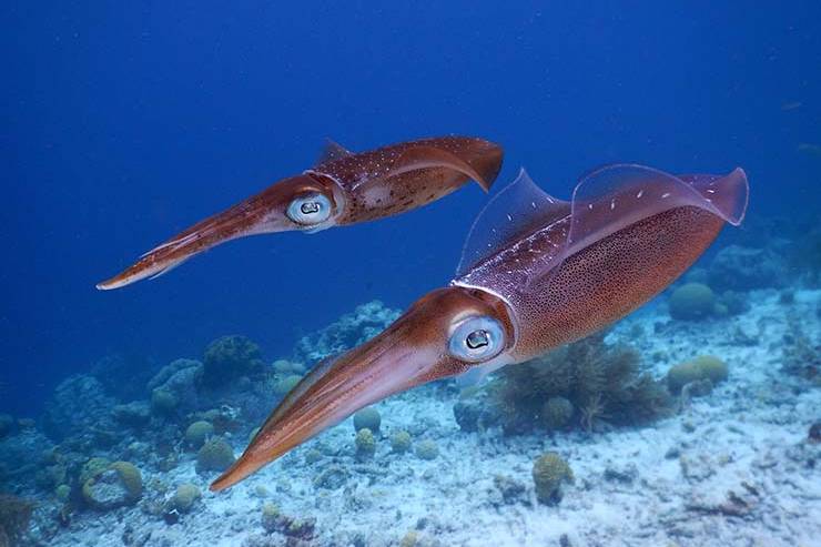  How does a squid go into battle? image