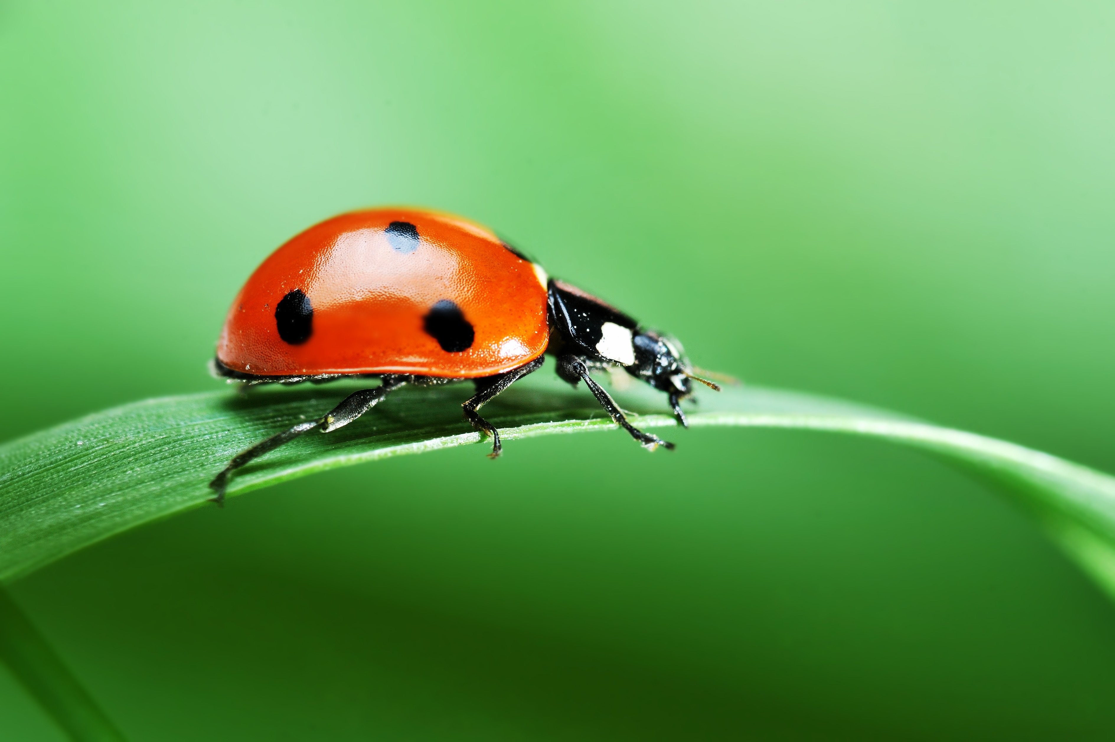 What's the most common blood type for insects? image
