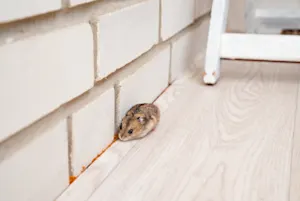 Where do mice leave their boats? image