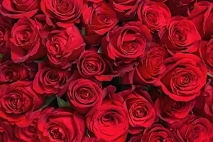 We had a discussion about roses. image