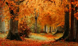 Why are trees so carefree and easygoing during this time of year? image