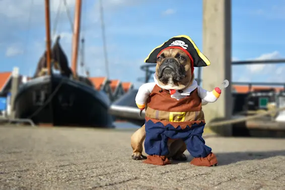 8 Pirate Jokes That Arrr a Barrel of Laughs