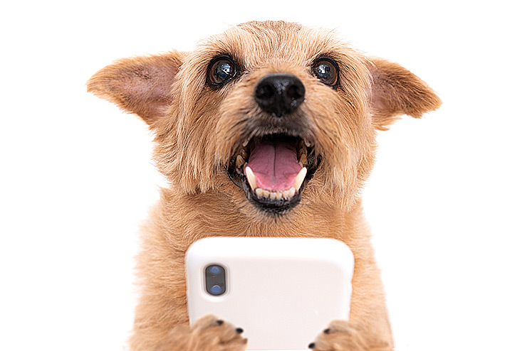  What do my dog and my cellphone have in common? image