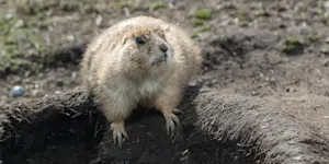 burrow