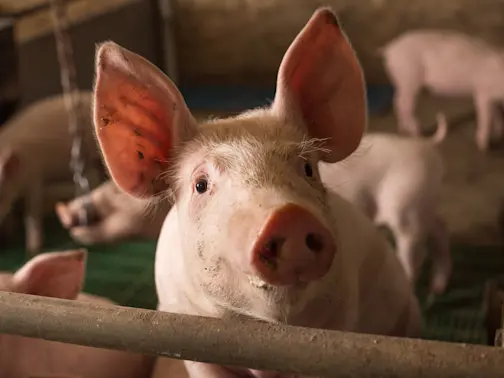 This Little Piggy Didn't Go to Market: He Was Stolen for Cash-1