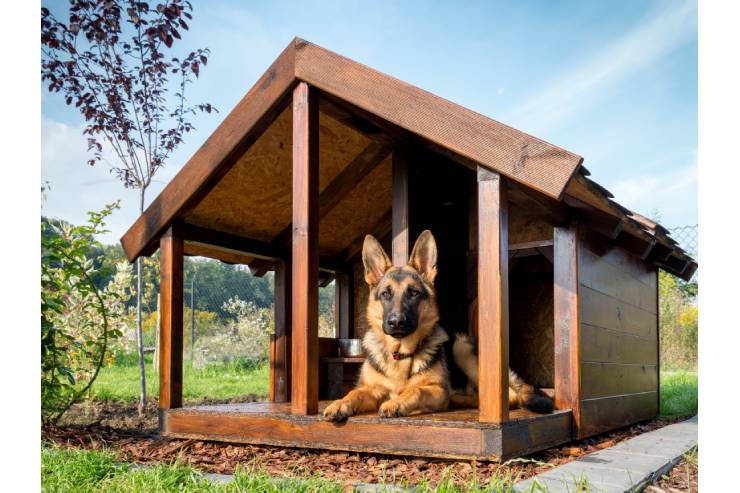  Why did the man name his canines Rolex and Timex? image