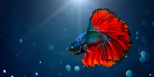 Who granted the fish a wish? image