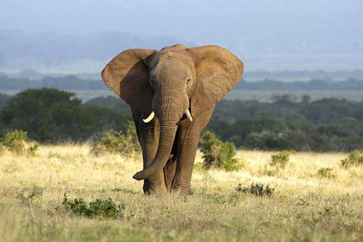  Why is an elephant braver than a hen? image