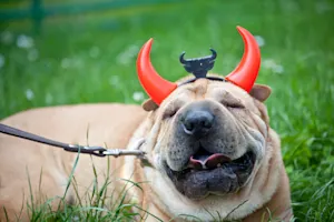 When does the devil get all of his shopping done? image
