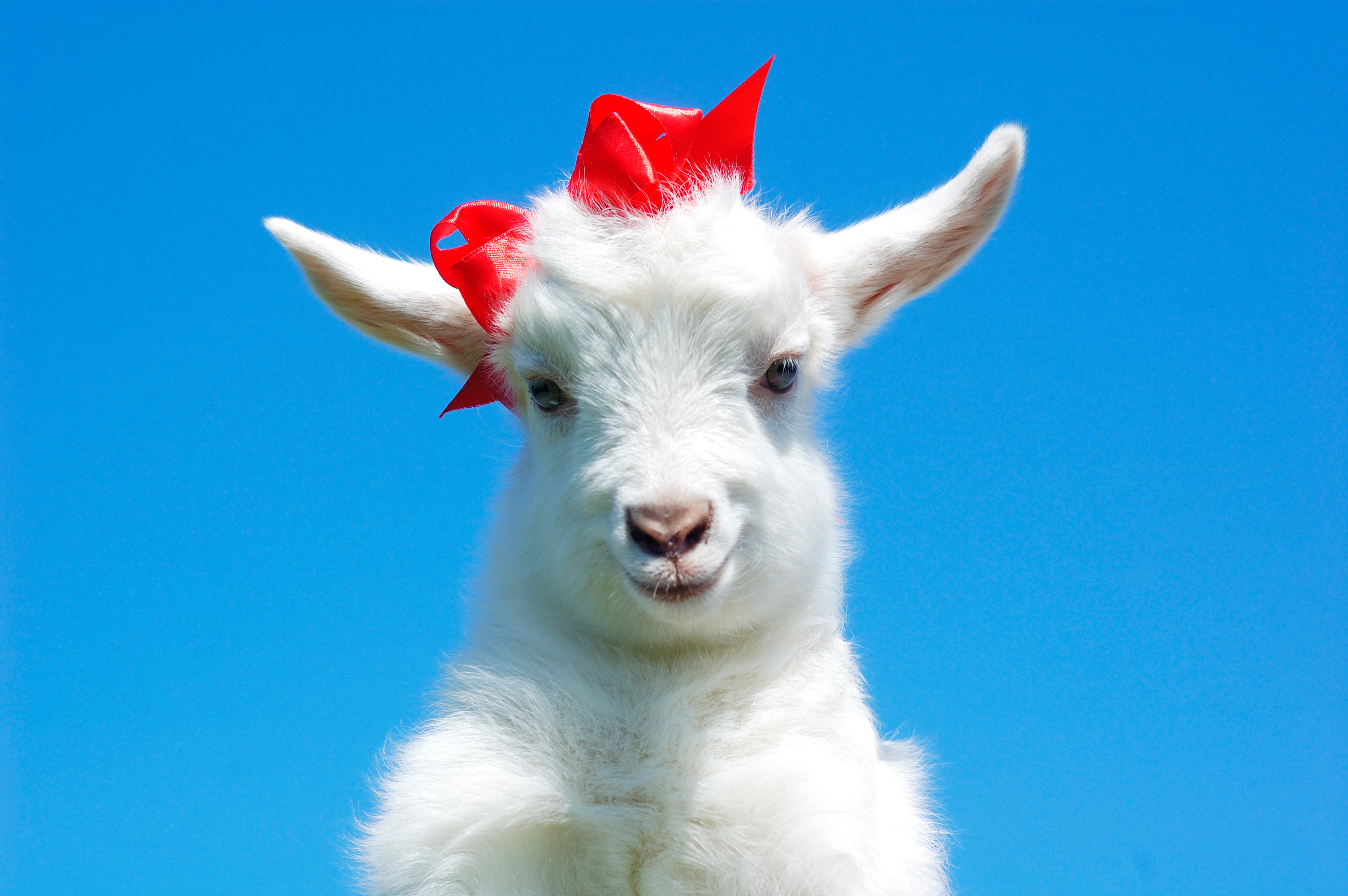 What did the mama goat say to her child? image