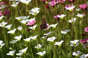 What type of flower grows up too fast? image