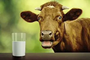 Why it is impossible to believe anything a cow says? image
