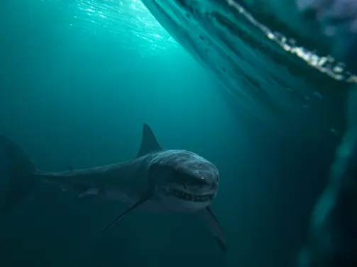 North Carolina Shark Attack - Main
