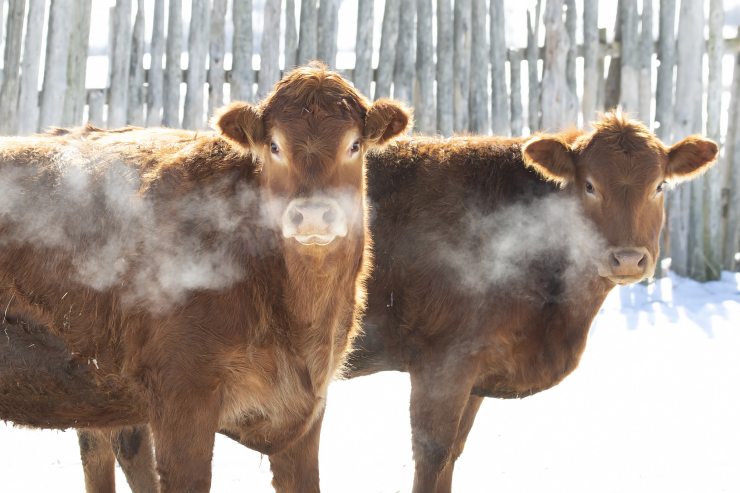  What do you get from an Alaskan cow? image