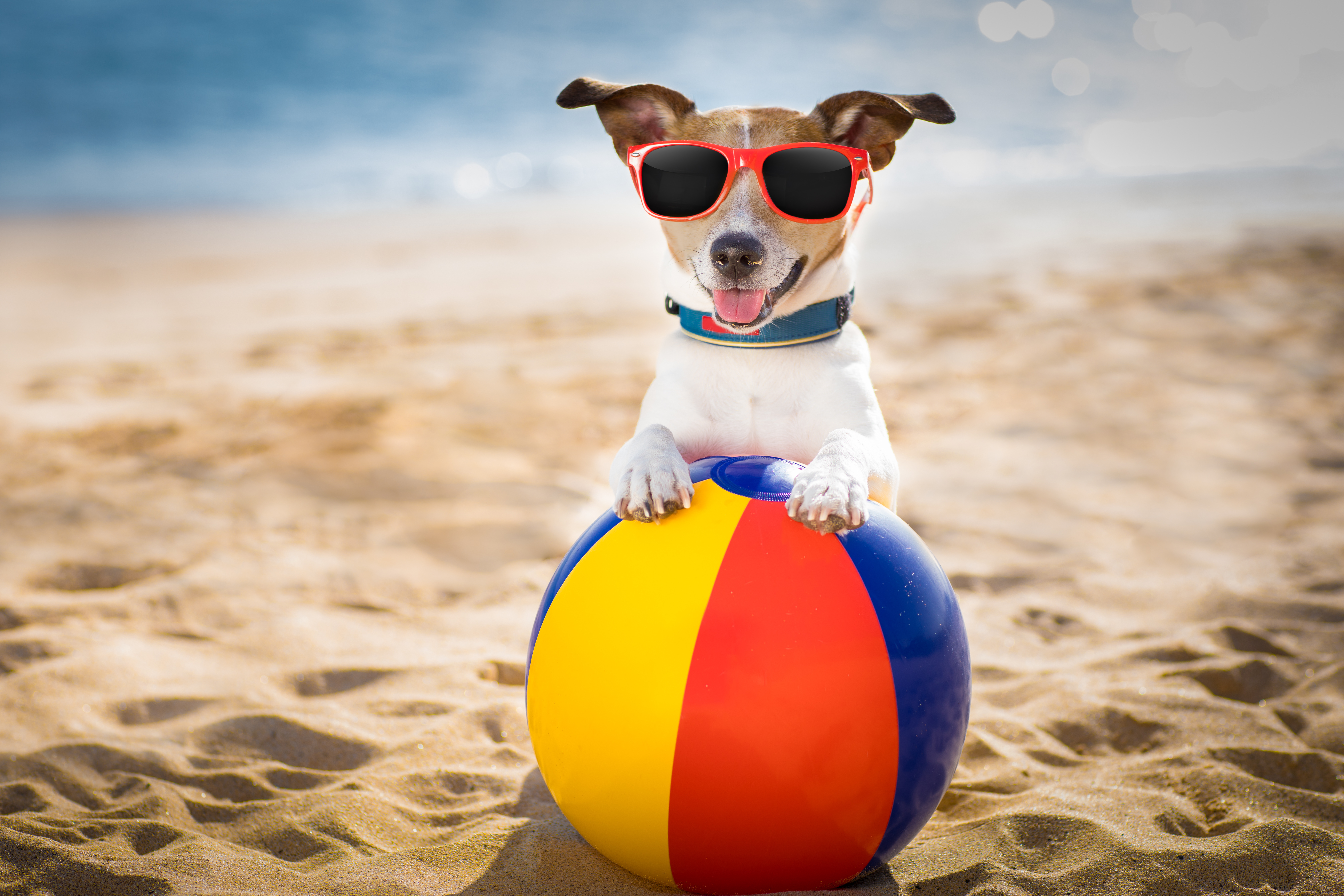 What do you give a dog on a hot summer day? image