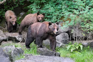 How do bears keep cool? image