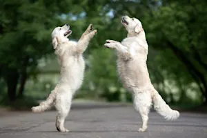 Why aren't dogs good at dancing? image