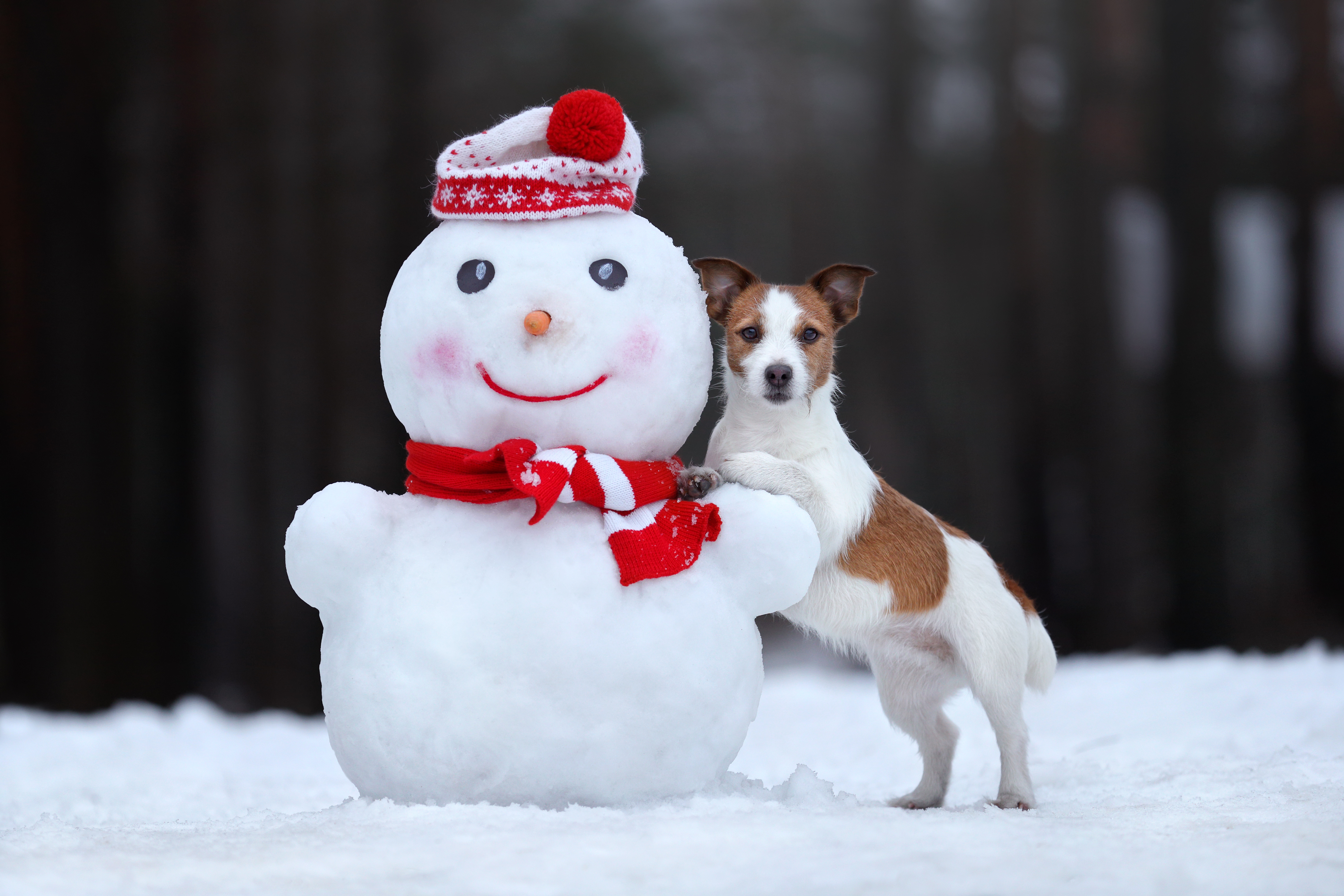 What do you call a snowman's dog? image