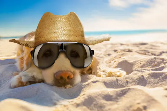 14 Beach Jokes That’ll Make Waves