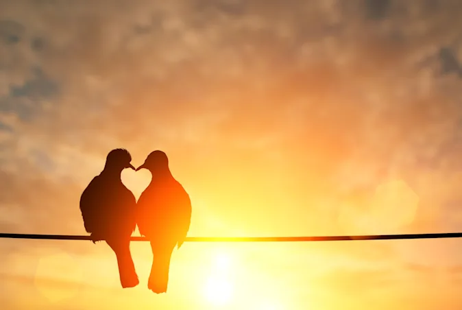 What do you call two birds stuck together? image
