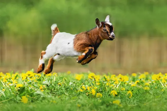 Tar-Covered Baby Goat Is Rescued By Kind Strangers-1