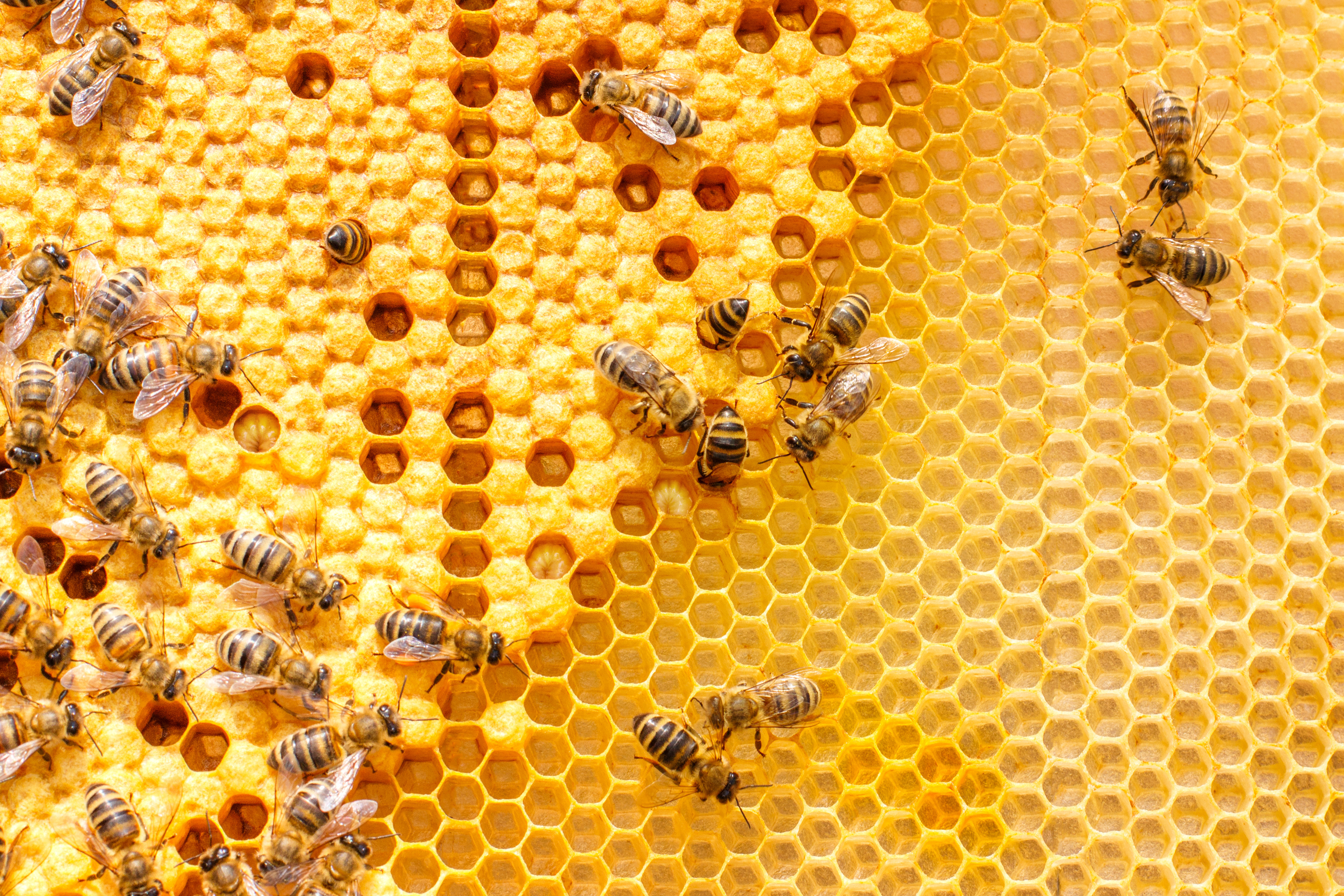 Why is there so much gossip in a beehive? image