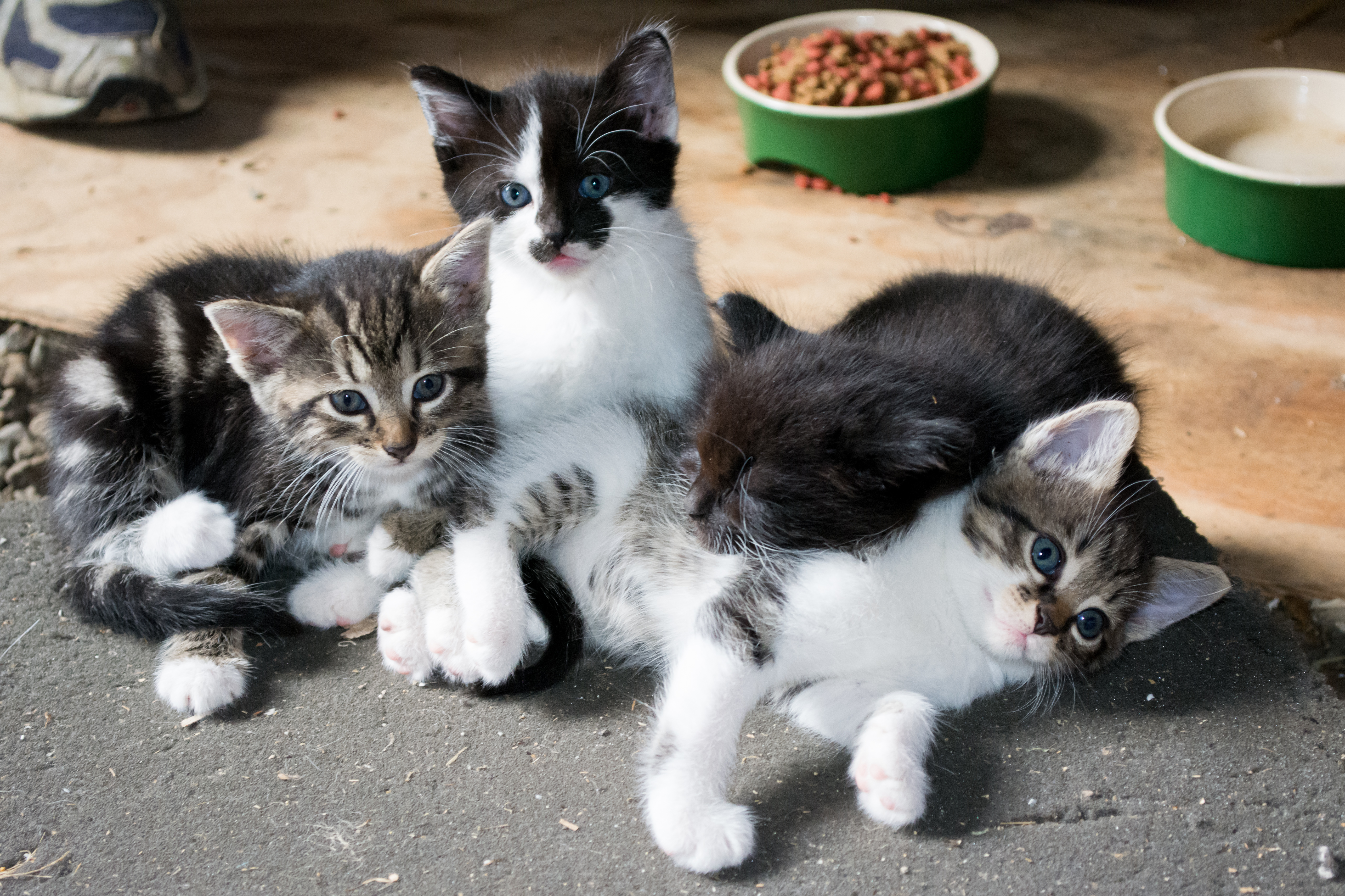 What do you call a pile of cats? image