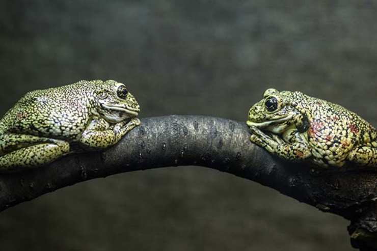  What do you say if you meet a toad? image