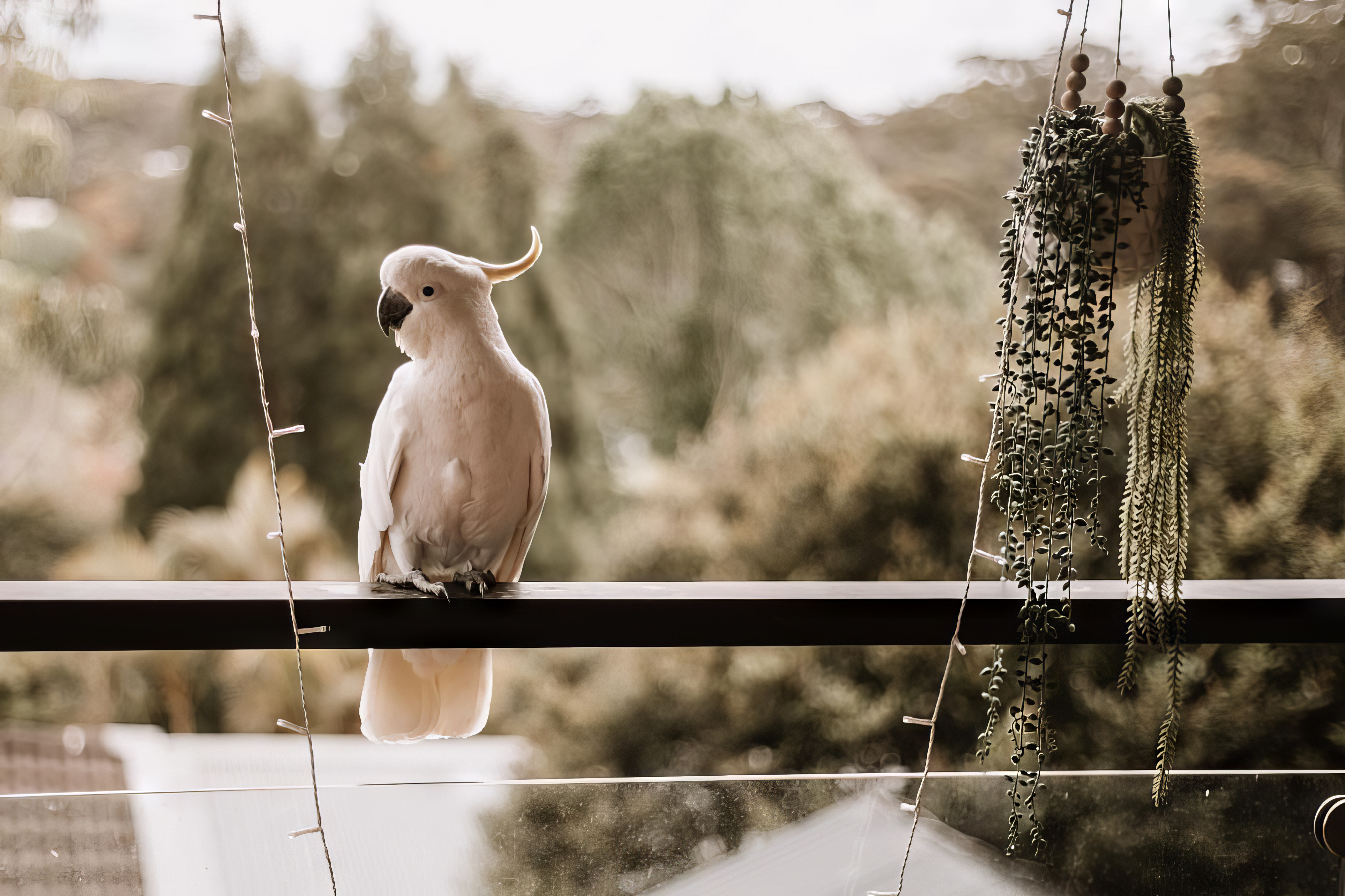 Why did the bird always get approached at the bar? image