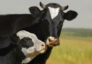 What does the cow say when her kid closes the barn door? image