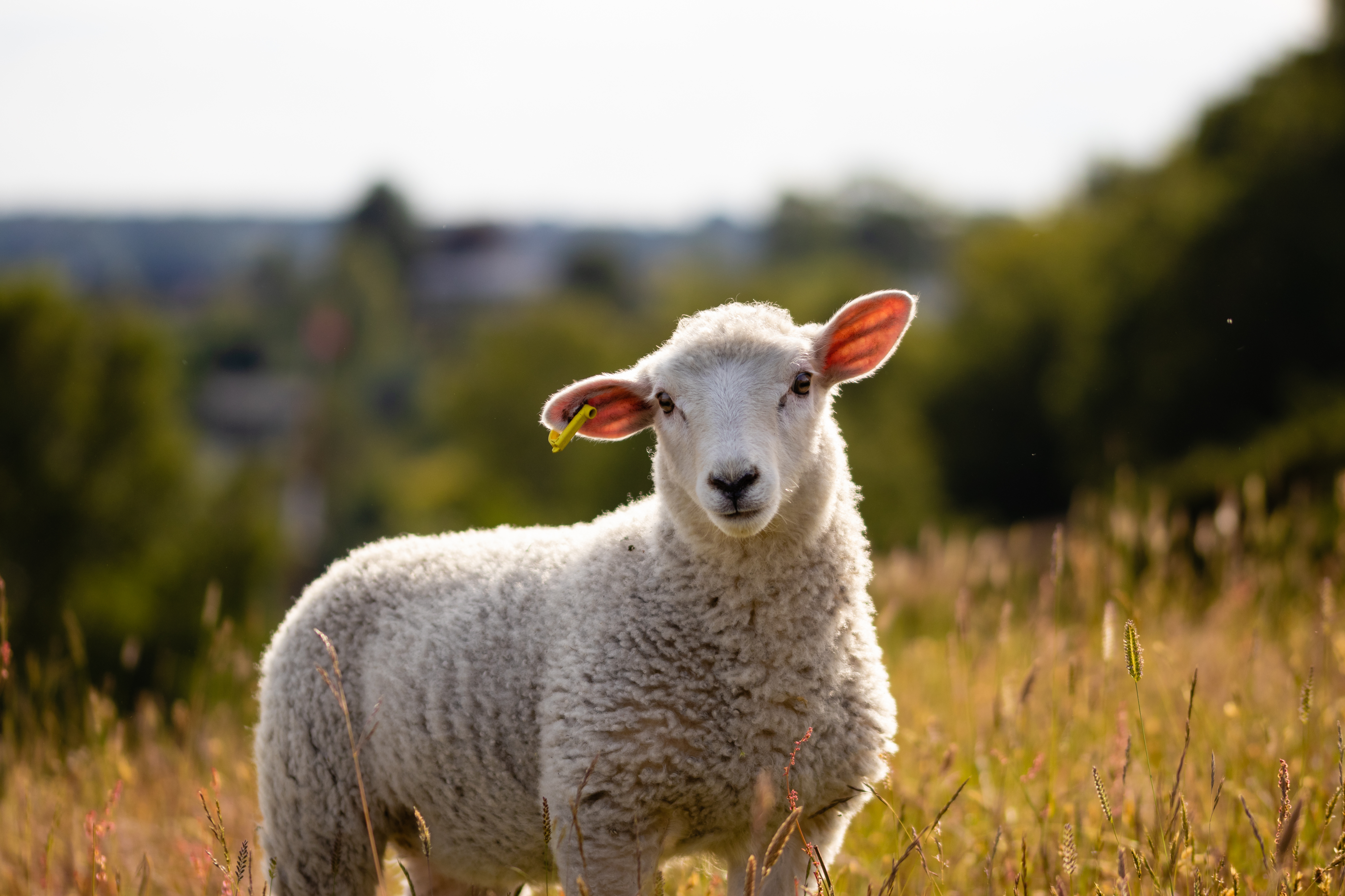 What do sheep do on sunny summer days? image