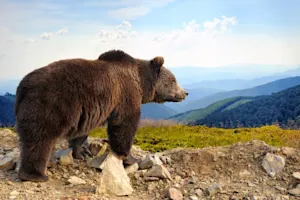 Why do grizzlies make good baseball players? image