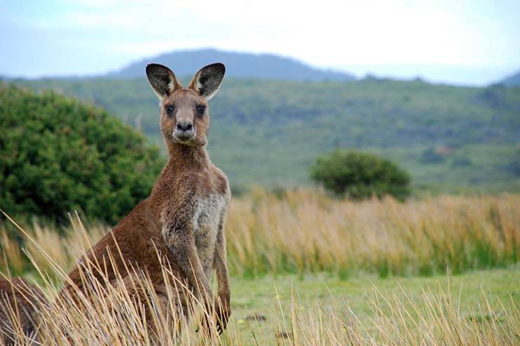  What do you get if you cross a sheep with a kangaroo? image