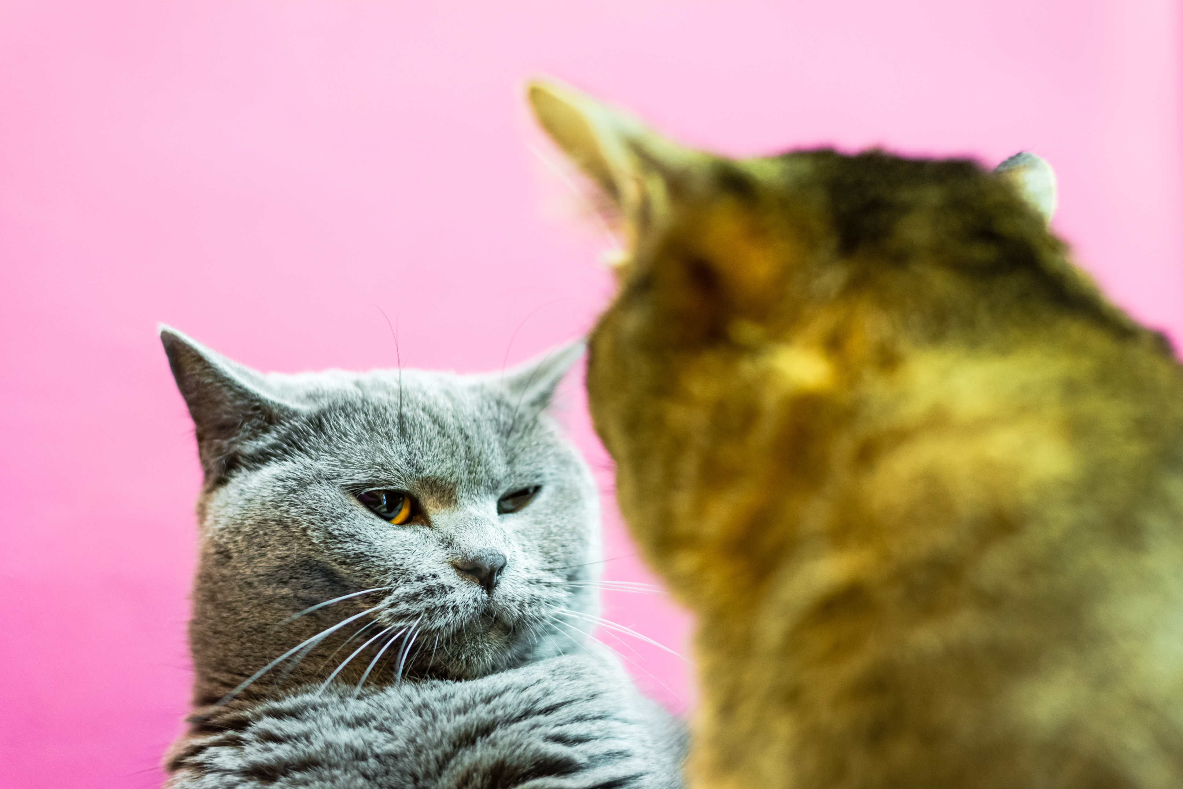 What do married cats say to each other when they're upset? image