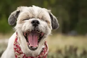What do dogs say to each other when they sneeze? image